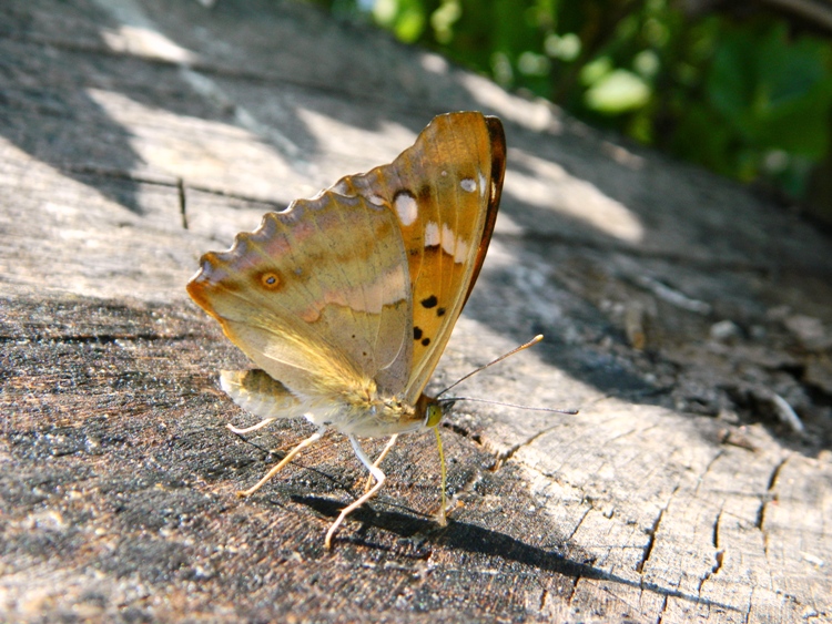 Apatura ilia maschio?